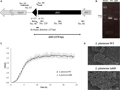 Lipoteichoic Acid Is Involved in the Ability of the Immunobiotic Strain Lactobacillus plantarum CRL1506 to Modulate the Intestinal Antiviral Innate Immunity Triggered by TLR3 Activation